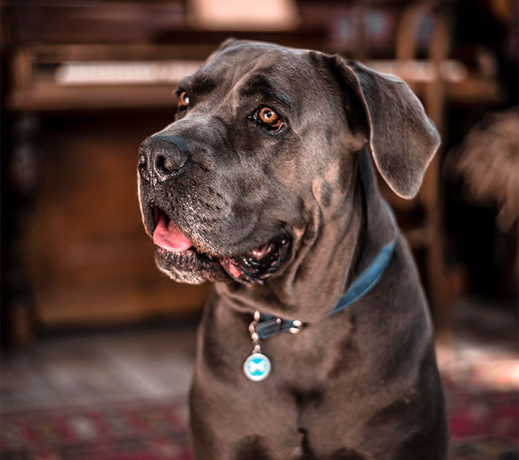 Adult cane corso for sale Cynthia anal