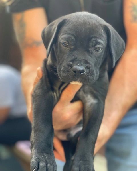 Adult cane corso for sale Brital anal