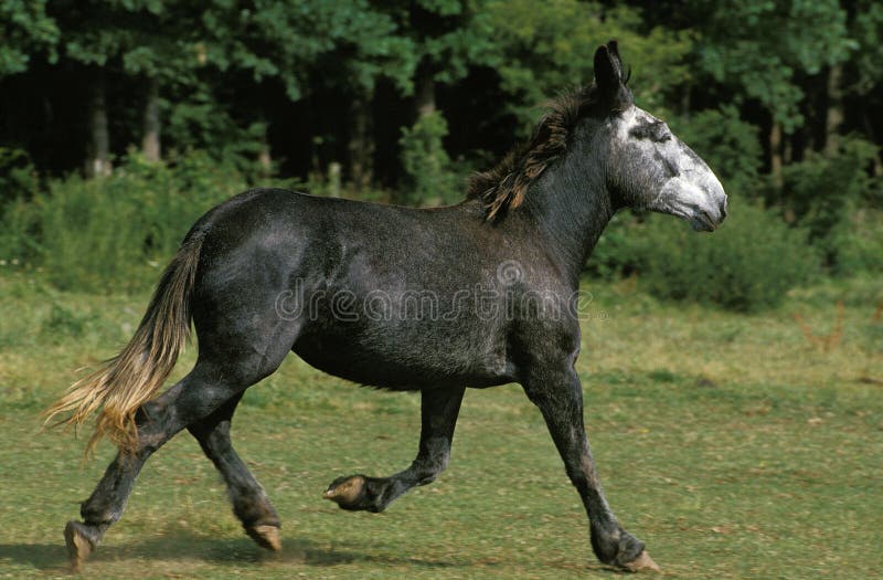 Adult male horse 359236 porn