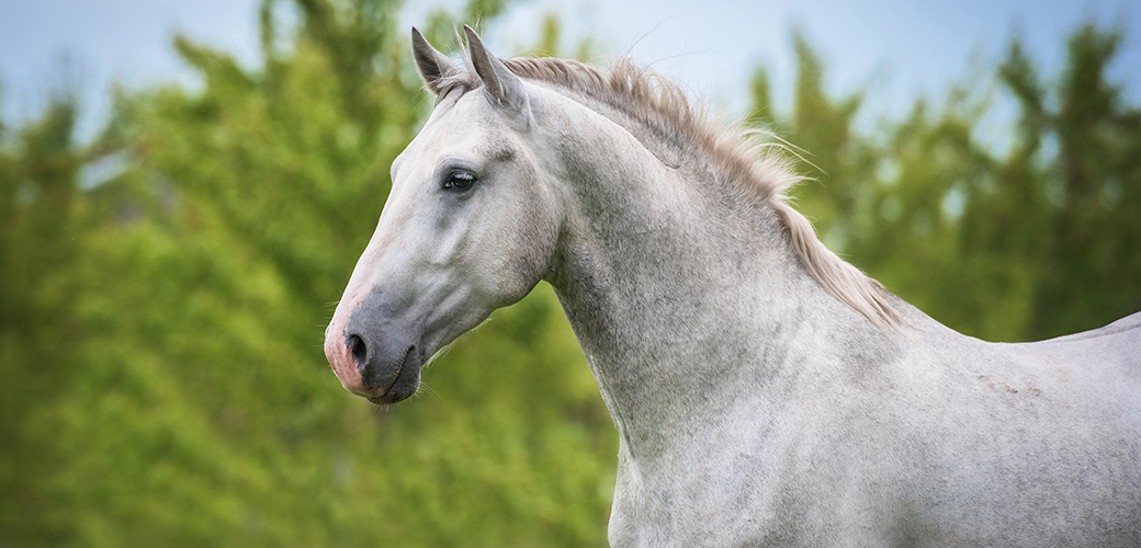 Adult male horse White bald pornstar
