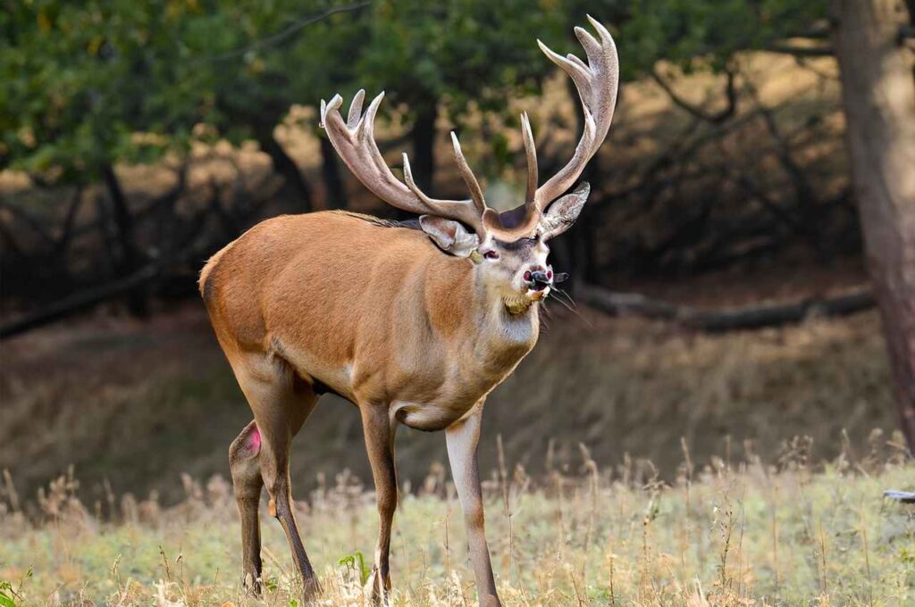 Adult male red deer Senpai yang porn