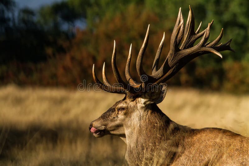 Adult male red deer Scroller cuckold captions