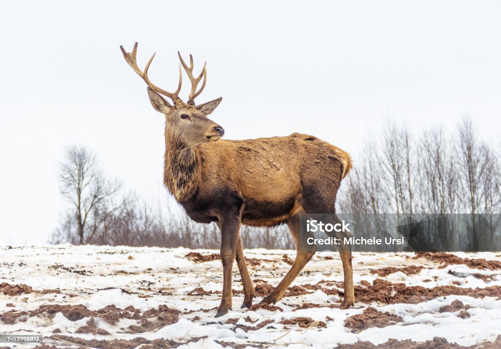 Adult male red deer Ladyboy4 porn