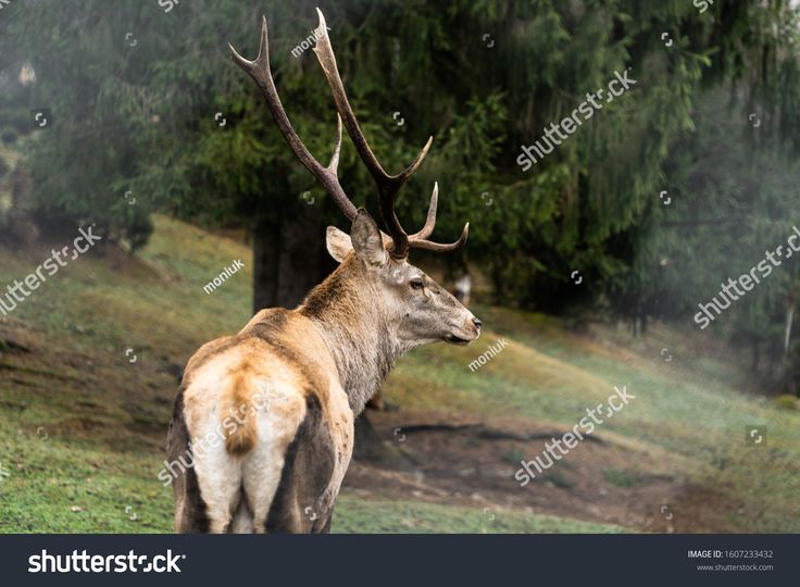 Adult male red deer Alexandra mvp porn