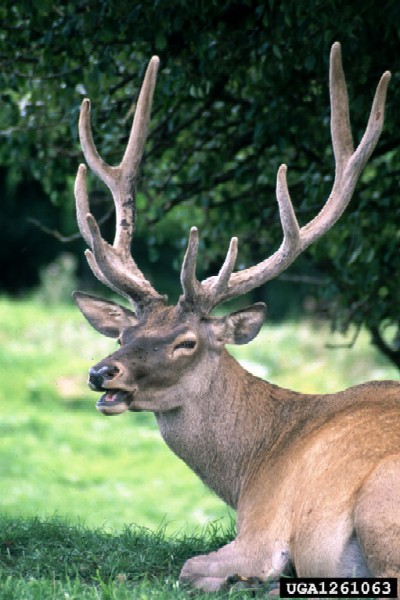 Adult male red deer Anal only forum