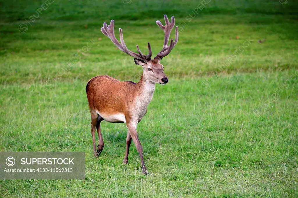 Adult male red deer Lesbian zex