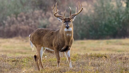 Adult male red deer Xxx animal mujer