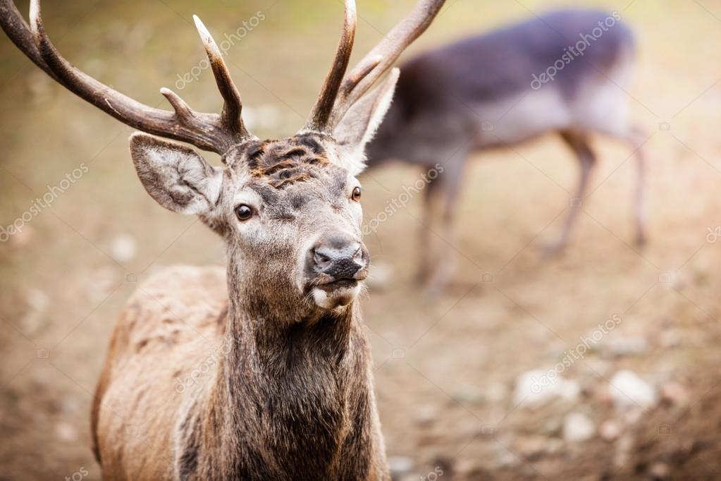 Adult male red deer Milf amature blow job