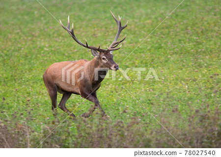 Adult male red deer Lily transgender
