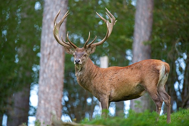 Adult male red deer Haze fortnite porn