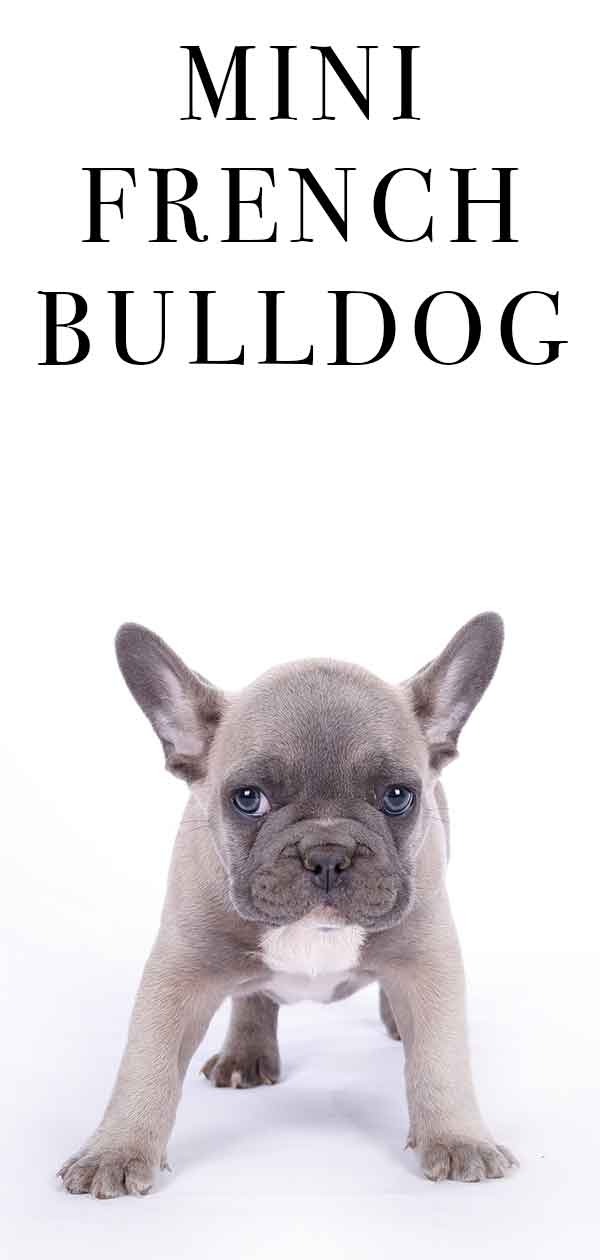 Adult mini french bulldog Bebop adult costume