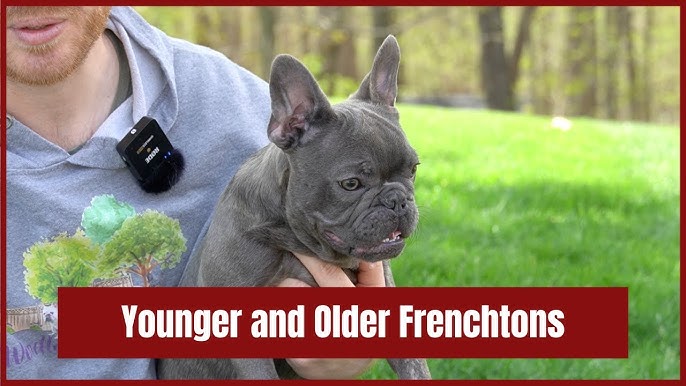 Adult mini french bulldog Türbanlı porns