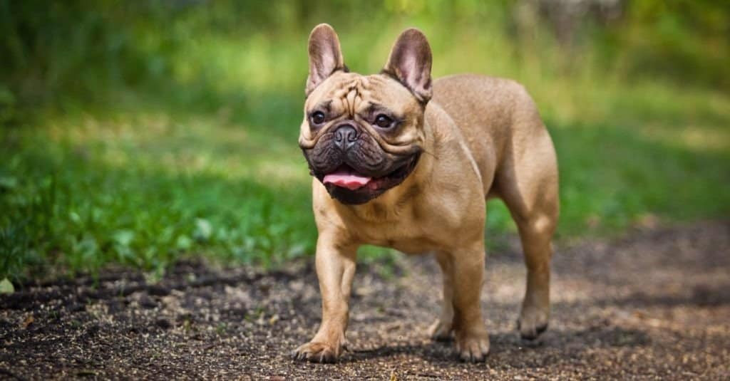 Adult mini french bulldog Inkedkell porn