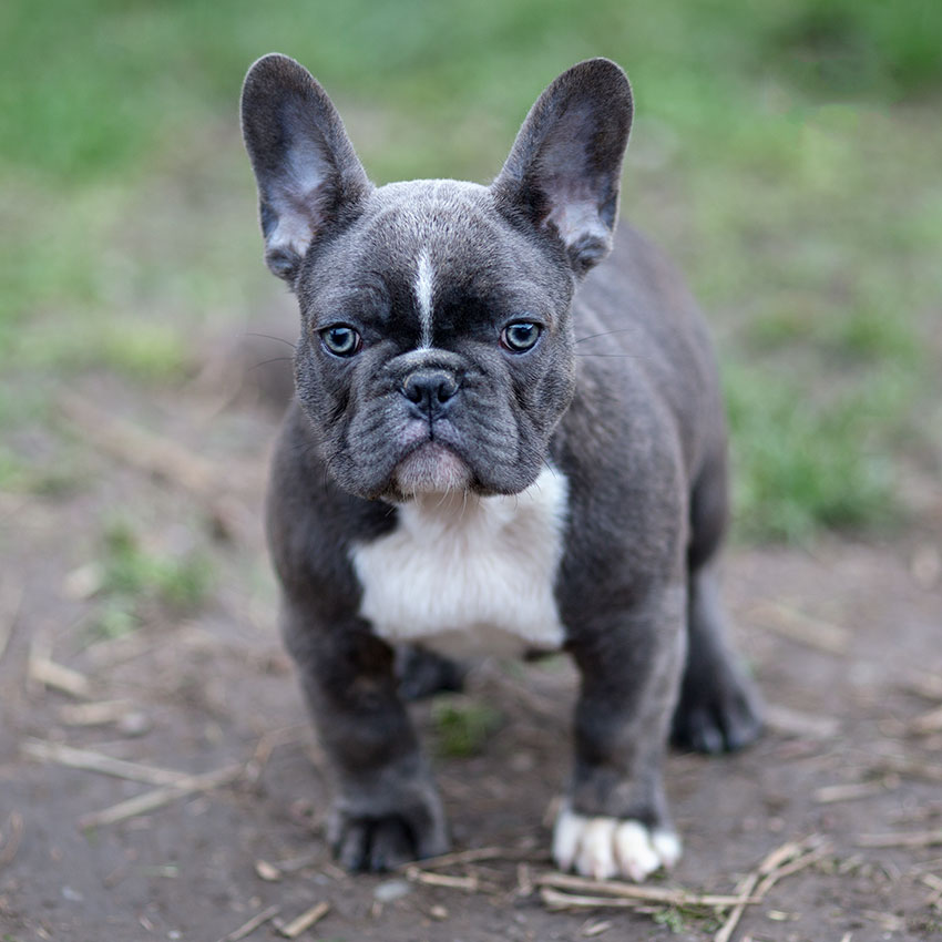 Adult mini french bulldog Cabo all-inclusive resorts adults only