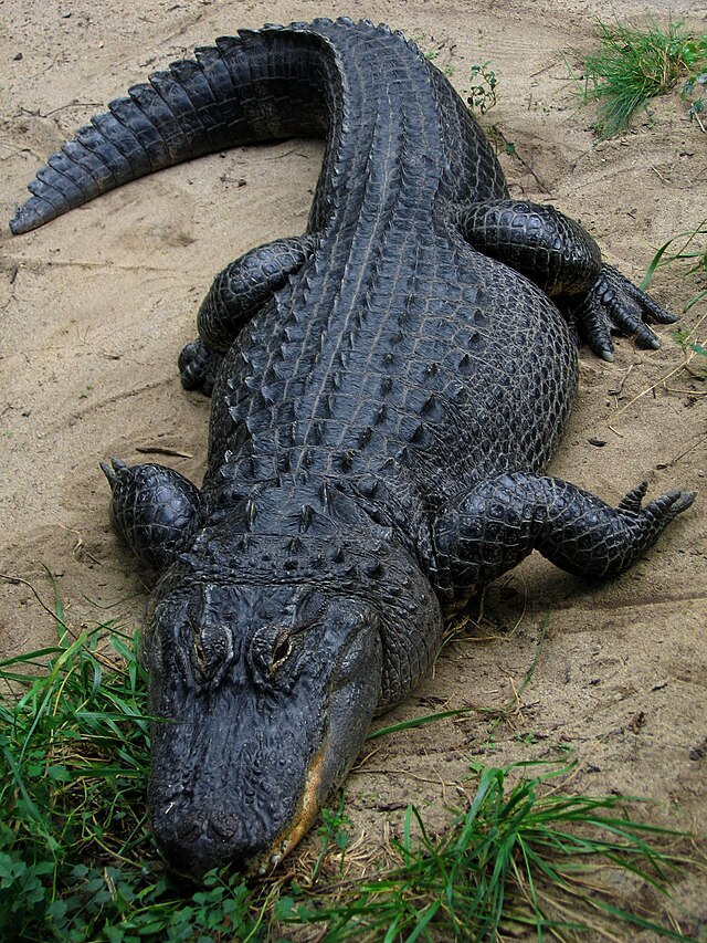 Adult search alligator Erzabelx fuck