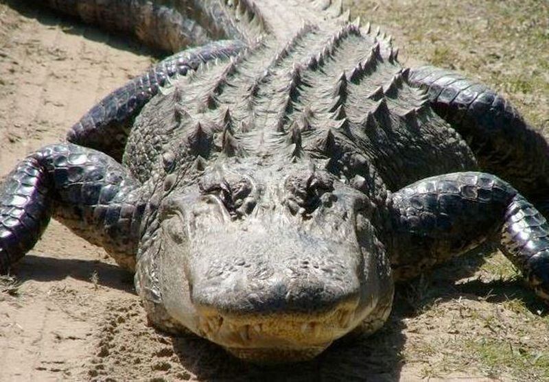 Adult search alligator Webcam andorra