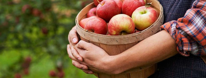 Apple picking for adults Best household items for anal