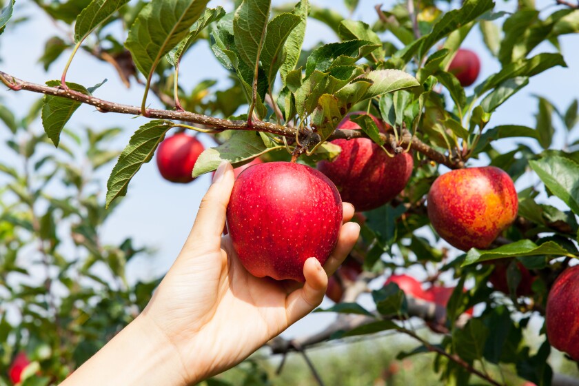 Apple picking for adults Adult bookstore ky