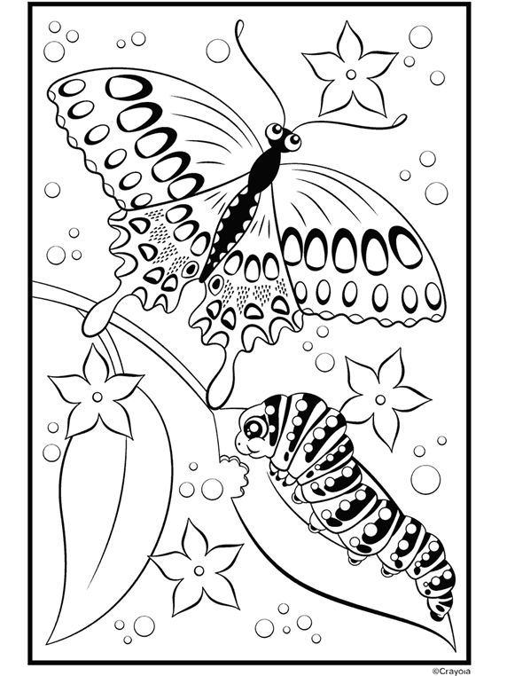 Butterfly colouring pages for adults Dr amanda rebecca porn
