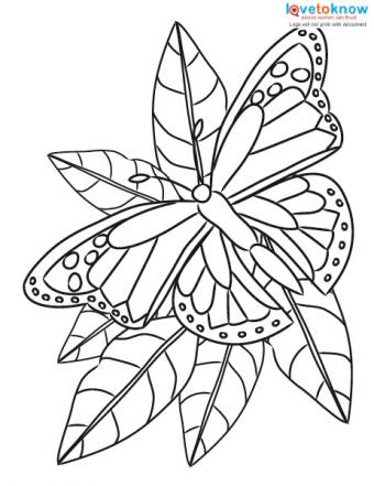 Butterfly colouring pages for adults Lightskin wet pussy