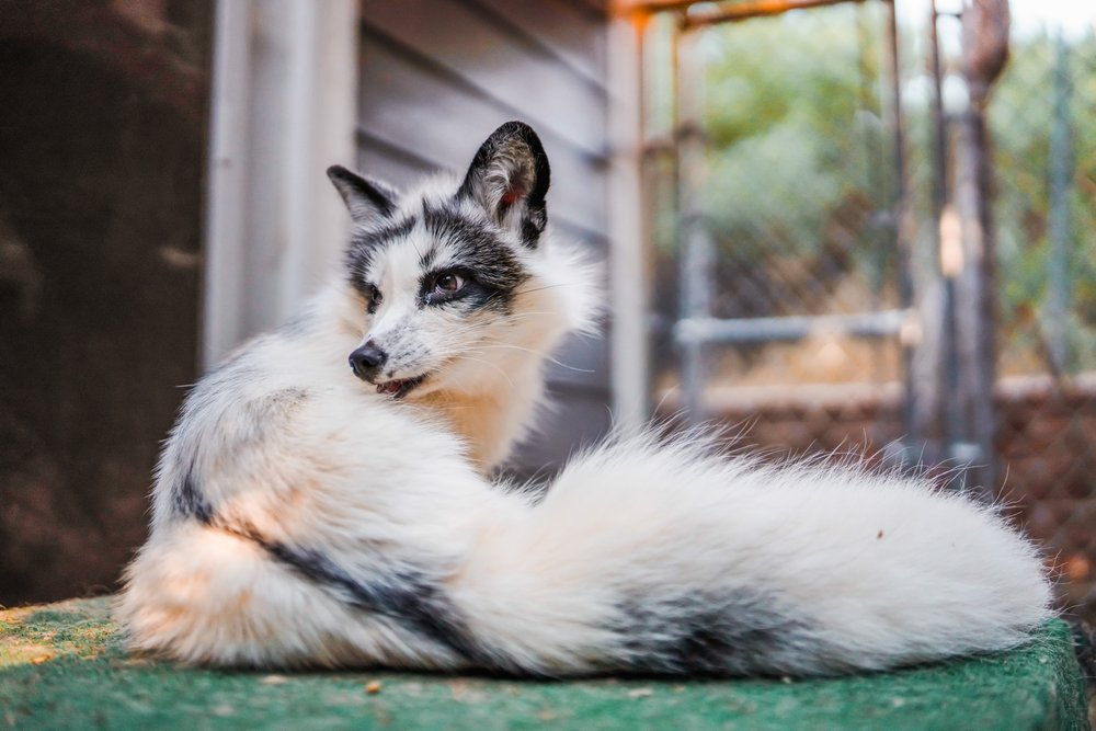 Canadian marble fox adult Hollywood milfs