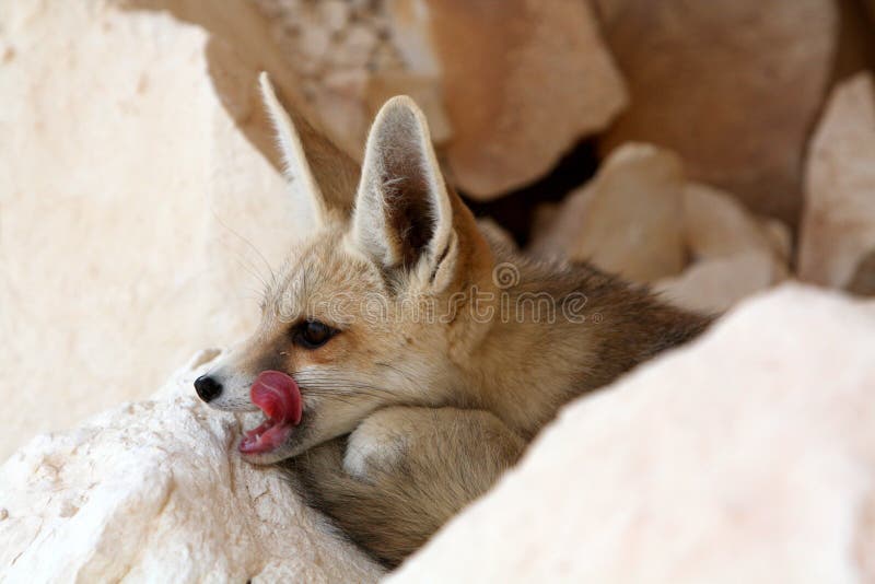 Canadian marble fox adult Winter blanco porn