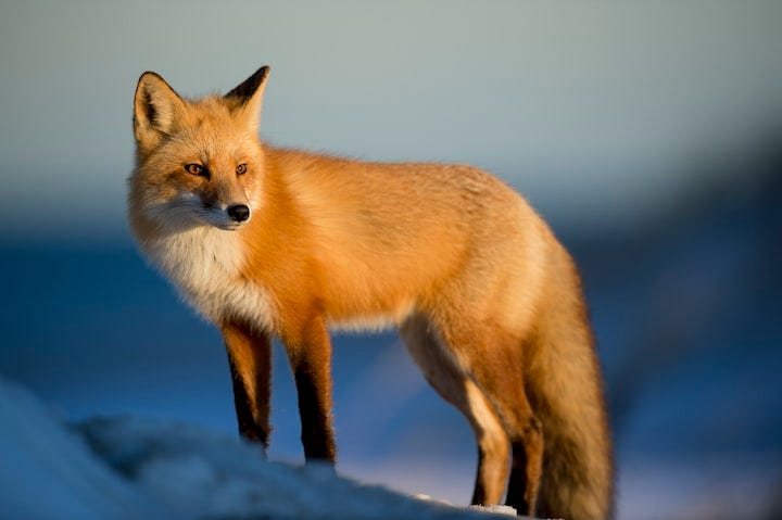 Canadian marble fox adult Horsham escorts