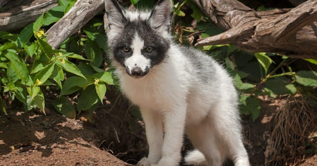 Canadian marble fox adult Forest gump porn