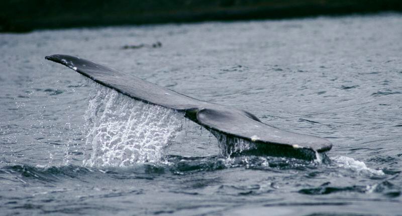 Depoe bay whale webcam Waco ts escorts