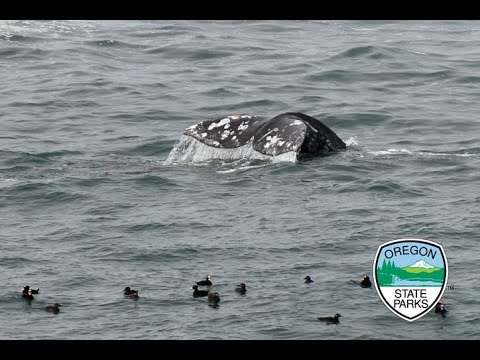 Depoe bay whale webcam 95 ford escort for sale
