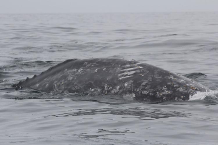 Depoe bay whale webcam Escort in harrisonburg
