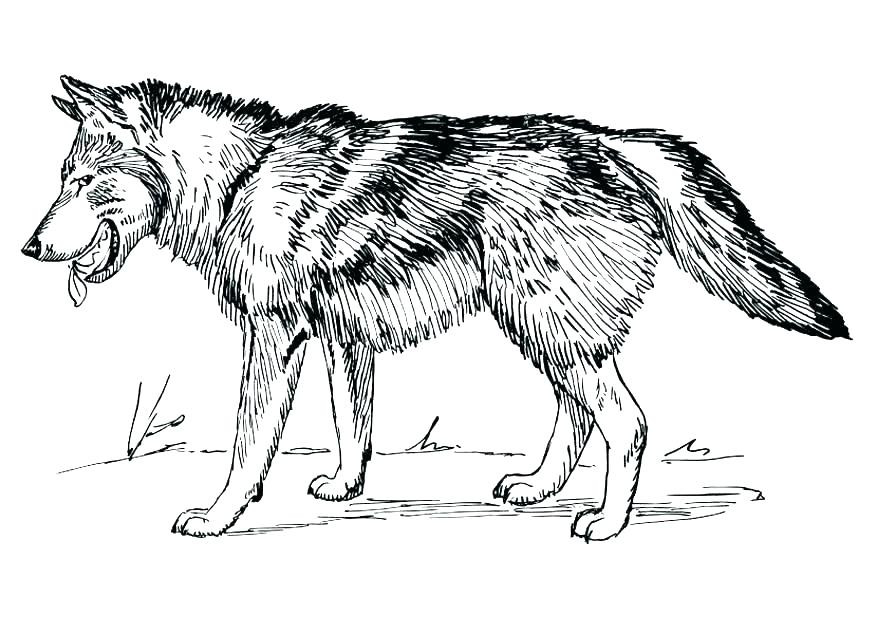 Detailed wolf coloring pages for adults Ymca adult volleyball
