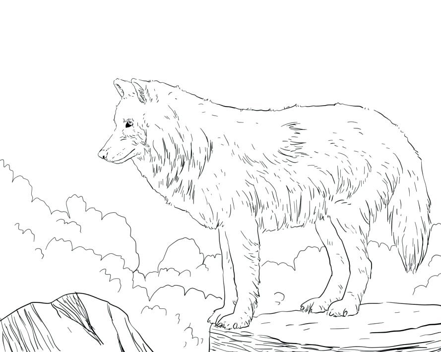 Detailed wolf coloring pages for adults Escorts san ramon