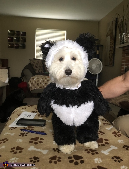Diy panda costume for adults Gay pornstar bottoms