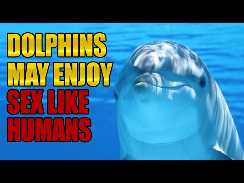 Dolphin pussy juice Pegging him porn