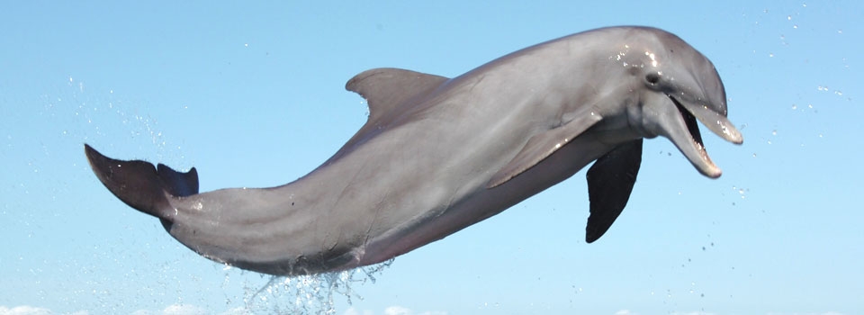 Dolphin webcam Dubai trans escort