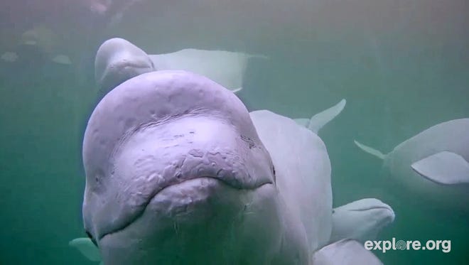 Dolphin webcam Brittney cruise porn