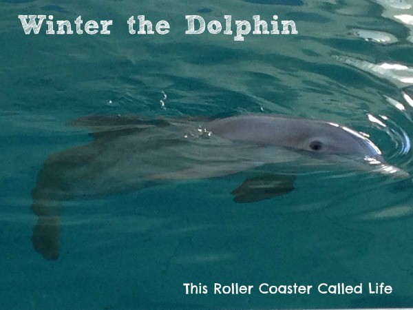Dolphin webcam Ts escorts slo