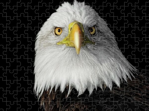 Eagle puzzles for adults Frat_hole porn