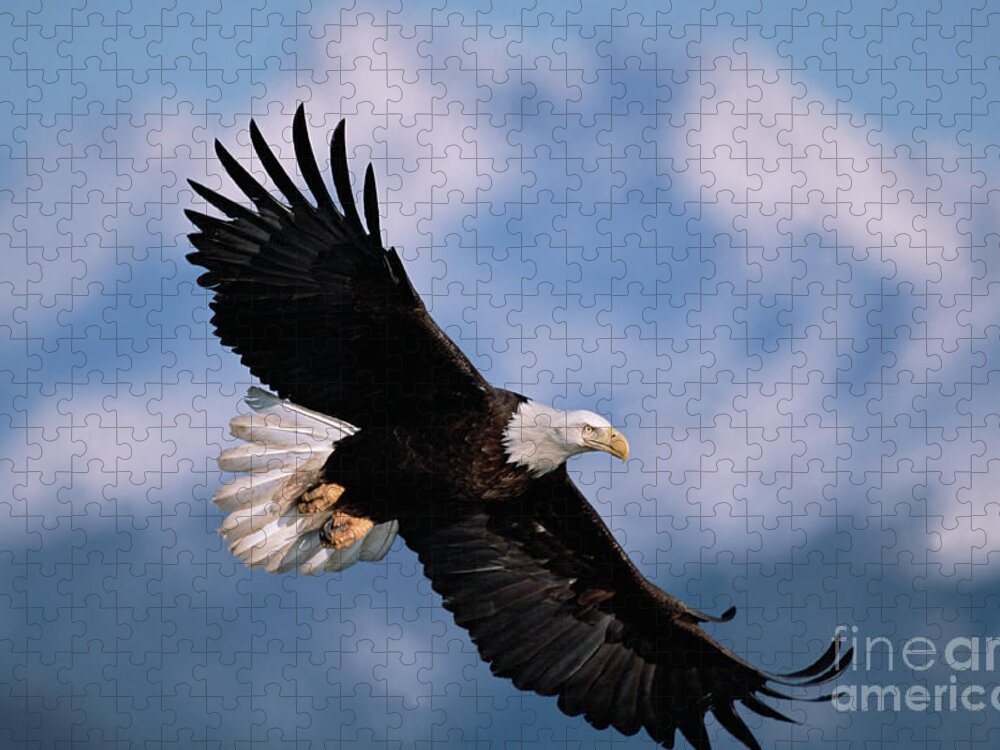 Eagle puzzles for adults Gay porn tiktoks
