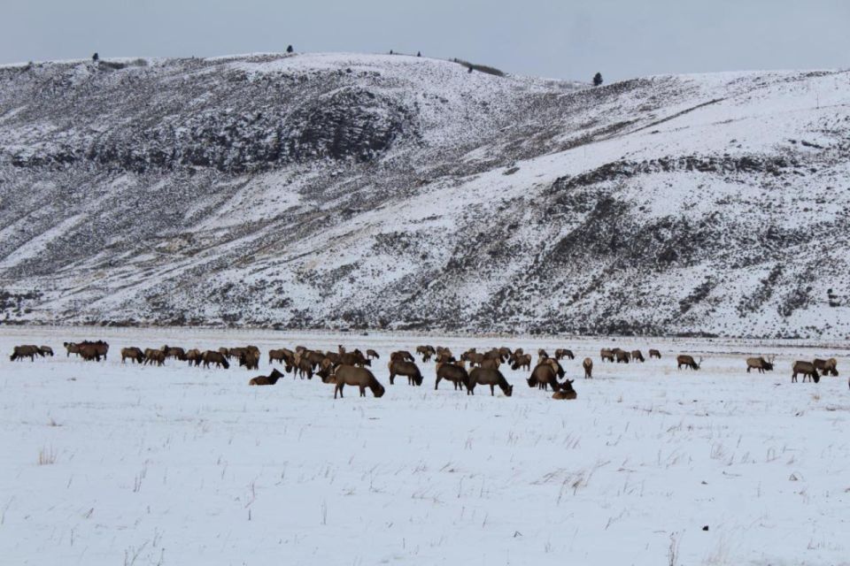 Elk refuge webcam Lassen national park webcams