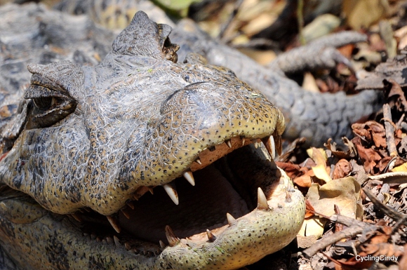 Escort toledo alligator Female escorts longview texas