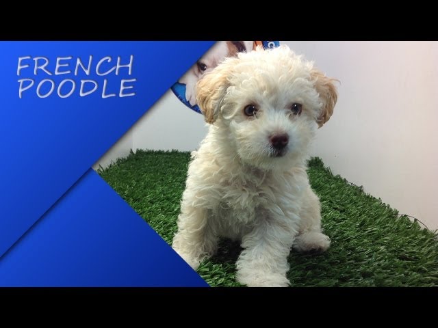 French poodle mini toy adulto Escort hull