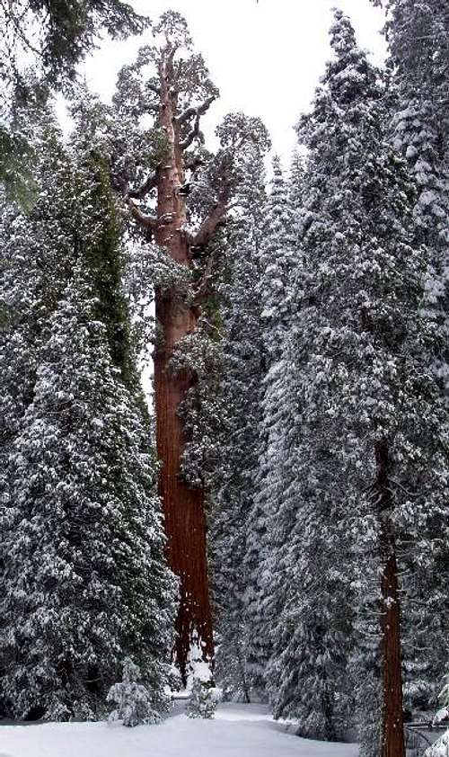 Giant forest webcam Milf bouncy