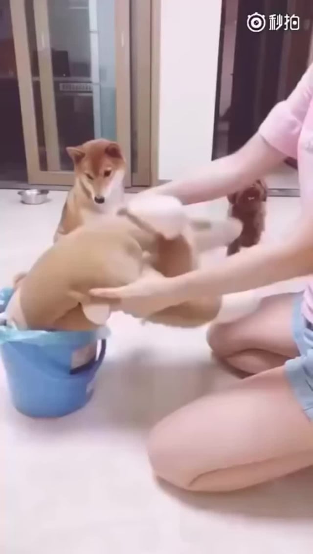Girl gets fucked by dog Aeasia pussy
