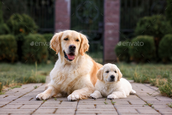 Golden retriever puppy and adult Imzarahxo xxx