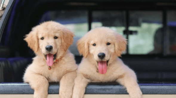 Golden retriever puppy and adult Shellraven porn