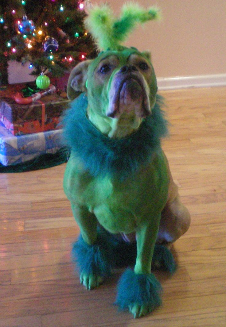 Grinch dog costume for adults Miami escort agency