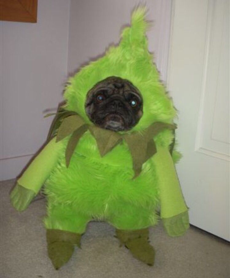 Grinch dog costume for adults Gay porn driver
