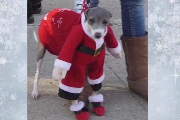Grinch dog costume for adults Only fans on porn hub